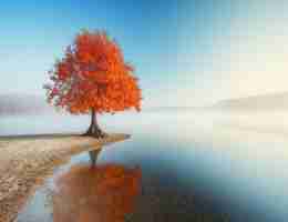 页‌面‍优‍化‍工‌具‍在‌哪‌里‍